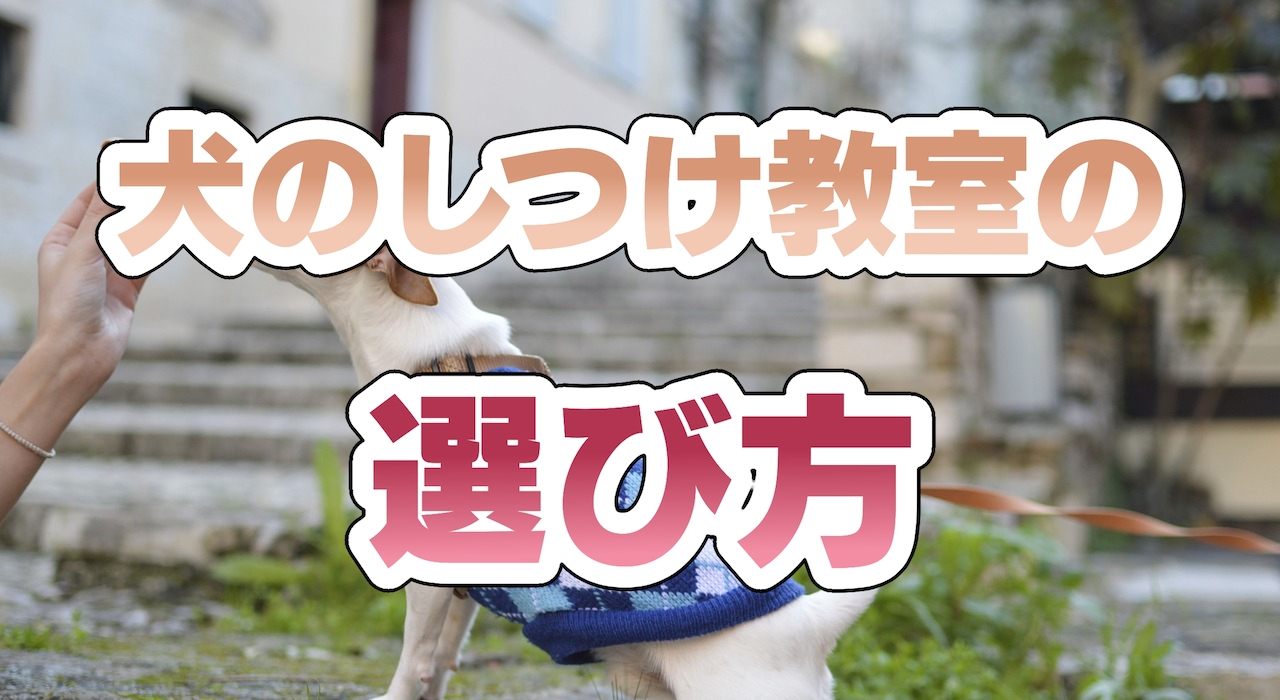 犬のしつけ教室の選び方