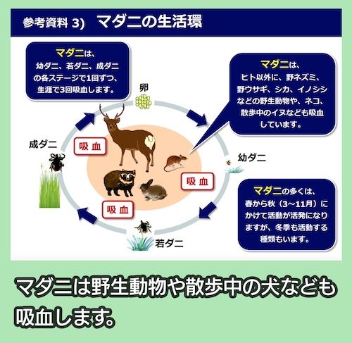 マダニの生活環