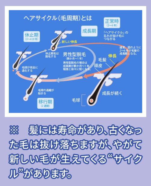 ヘアサイクルと脱毛のメカニズム