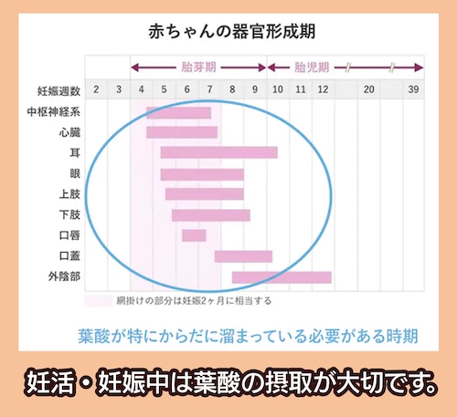 葉酸が必要な理由