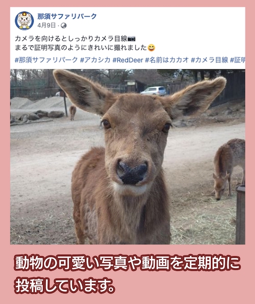 fecebook 那須サファリパーク