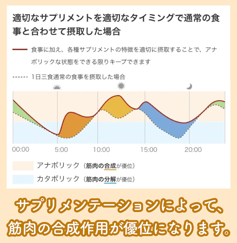 タンパク質と筋肉合成・分解作用の関係