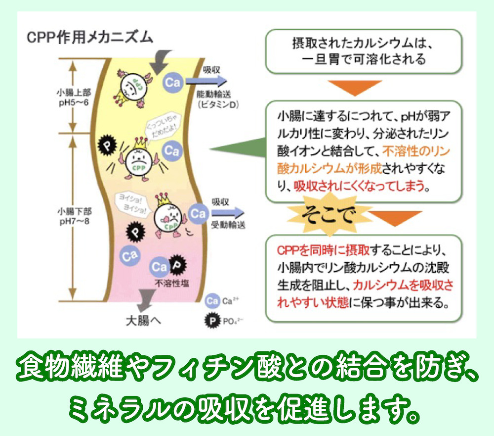 CPPのメカニズム