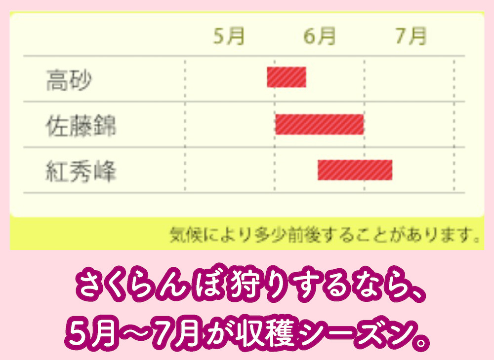 さくらんぼ狩りの収穫時期