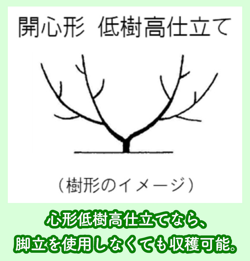 丘の上さくらんぼ園の木の種類