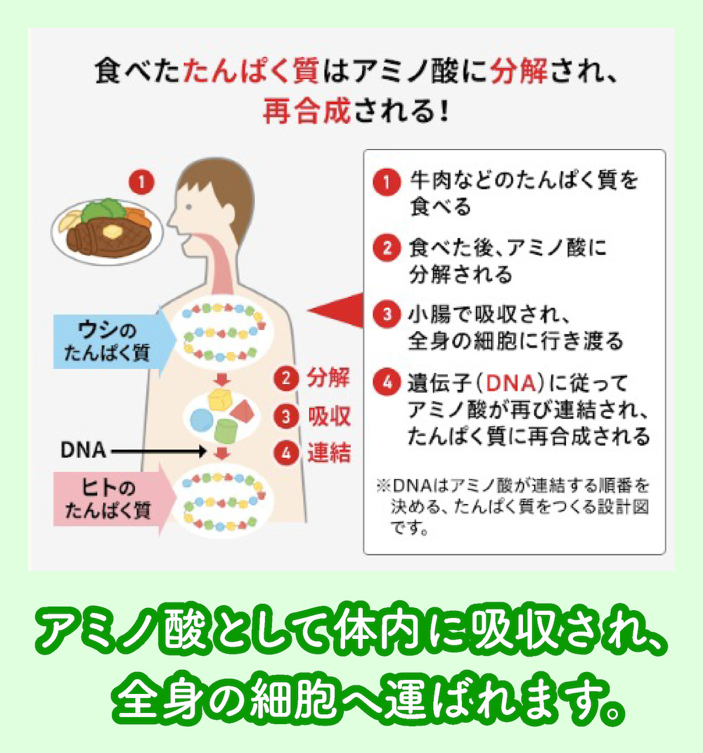 タンパク質の吸収過程