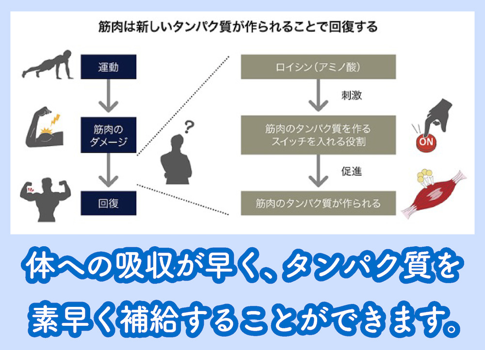 ホエイプロテイントレーニングの関係