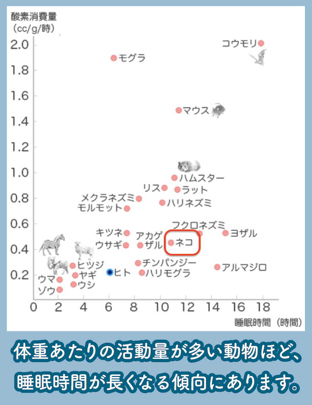 ペットの睡眠時間