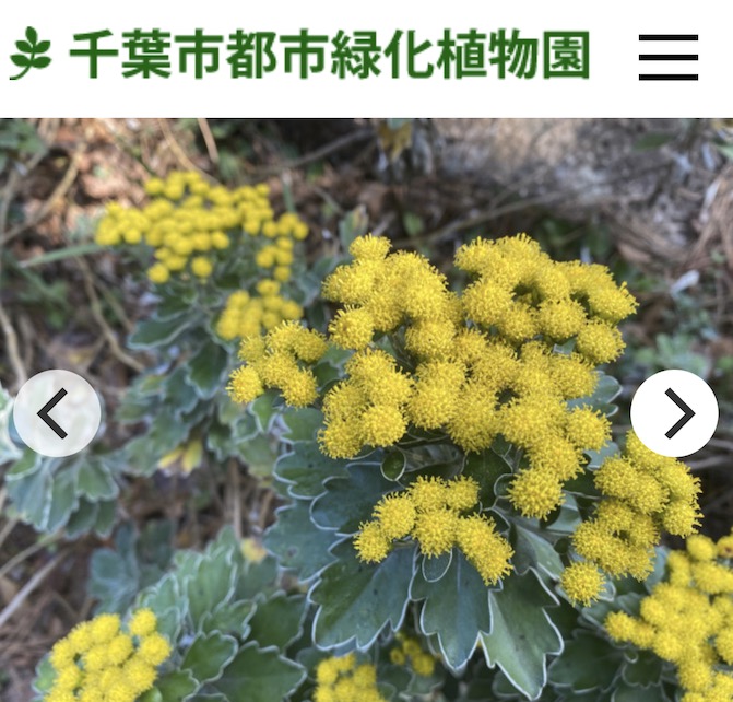 千葉市緑化植物園公式サイト