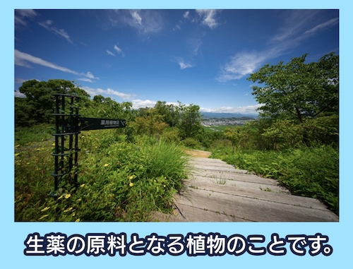 牧野植物園 薬用植物