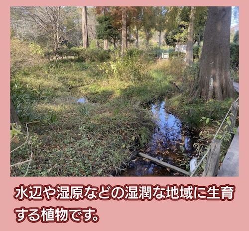 千葉市都市緑化植物園 湿生植物