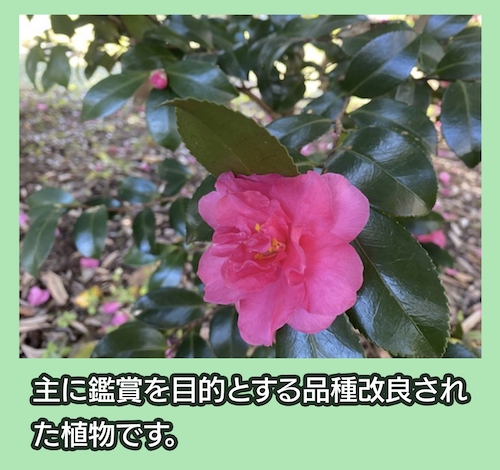 千葉市都市緑化植物園 園芸植物