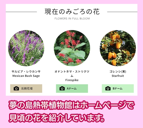 夢の島熱帯植物館 現在のみごろの花