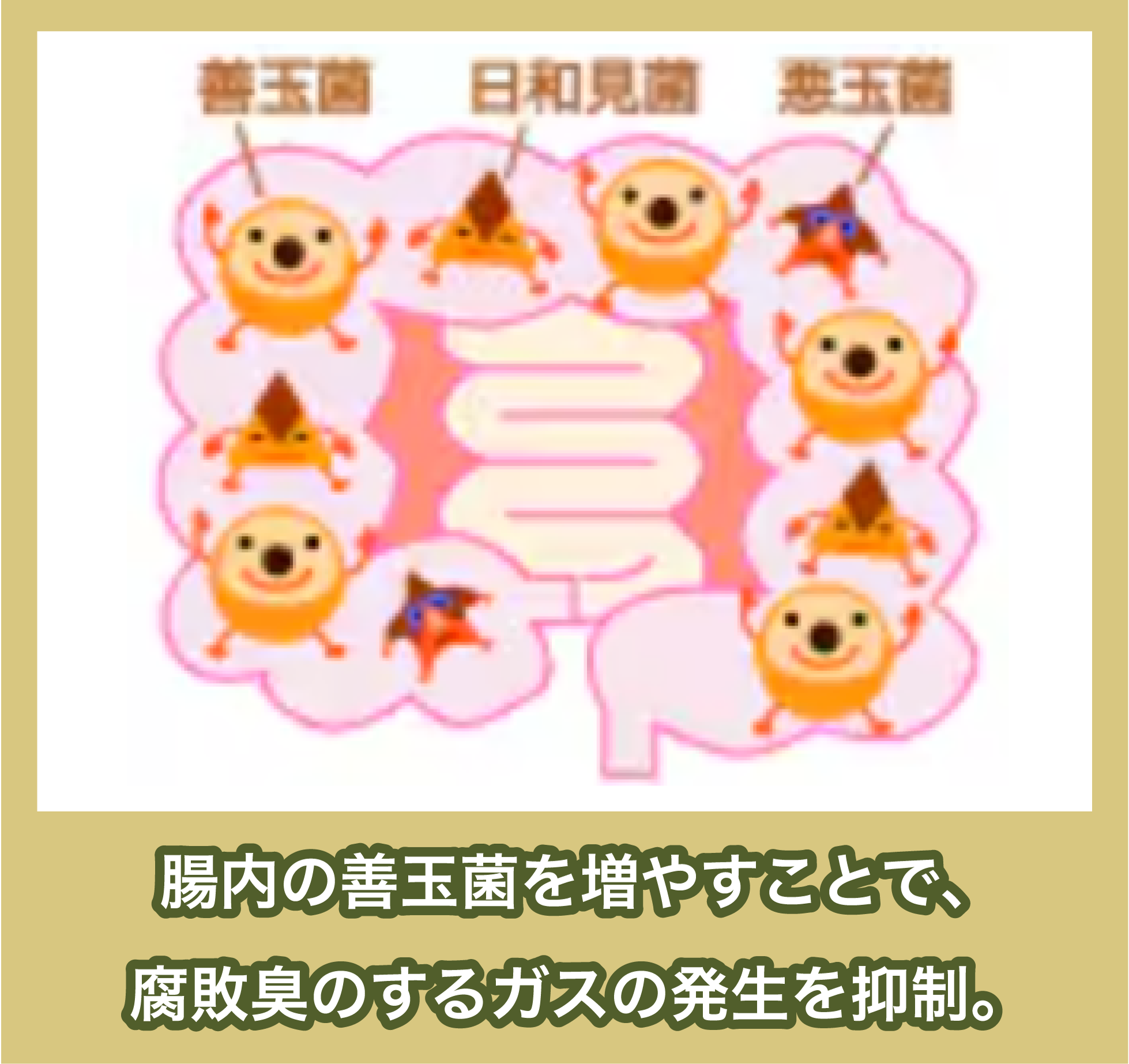 善玉菌の役割