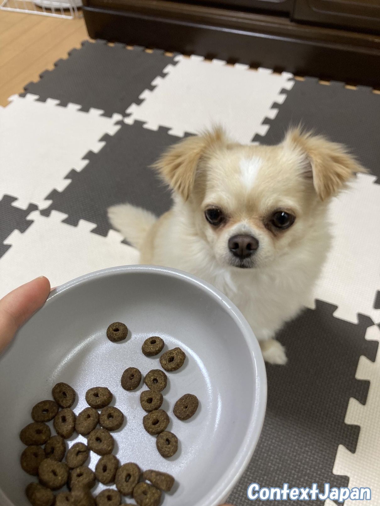 モグワンを愛犬に与える