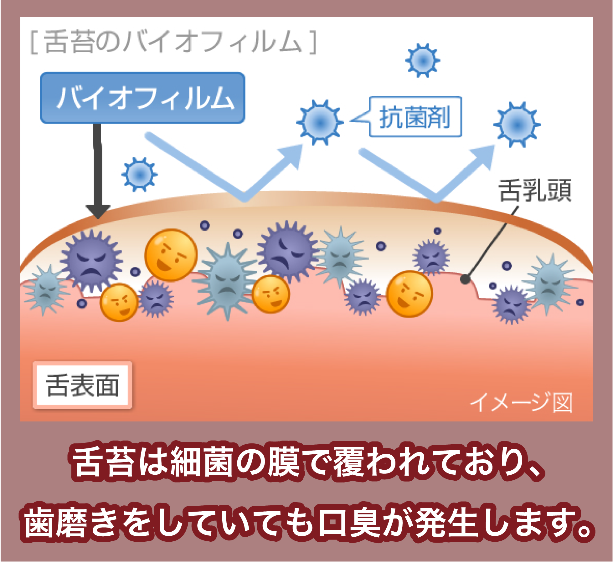 舌苔の仕組み